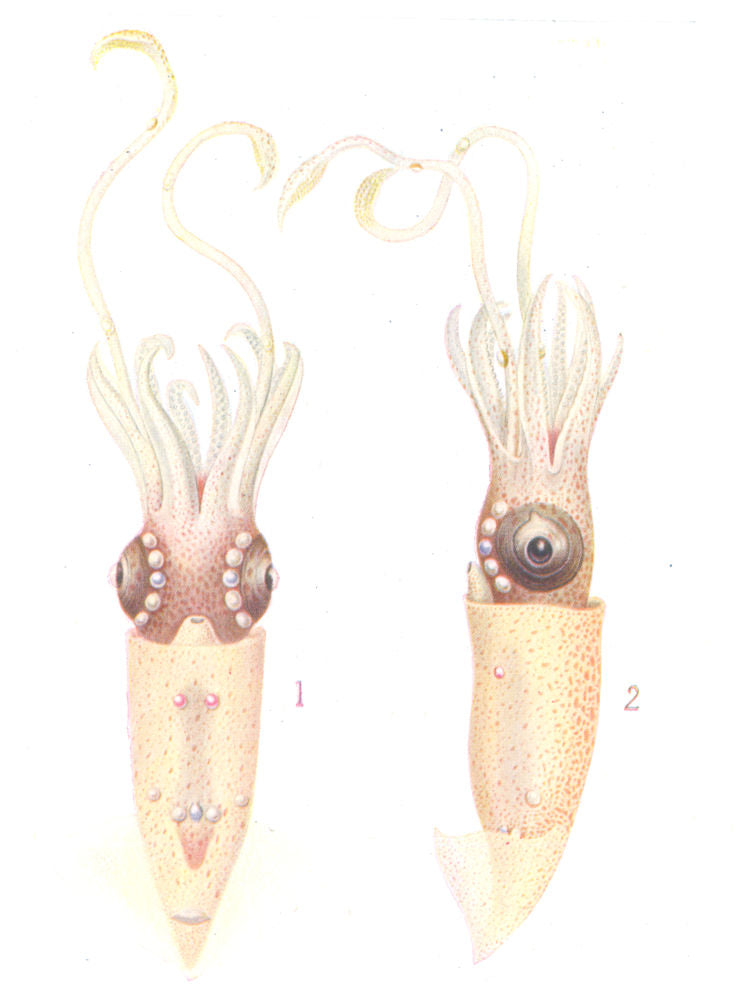 FISH. Deep- Sea squid (Thaumatolampus diadema) with luminous organs 1936 print